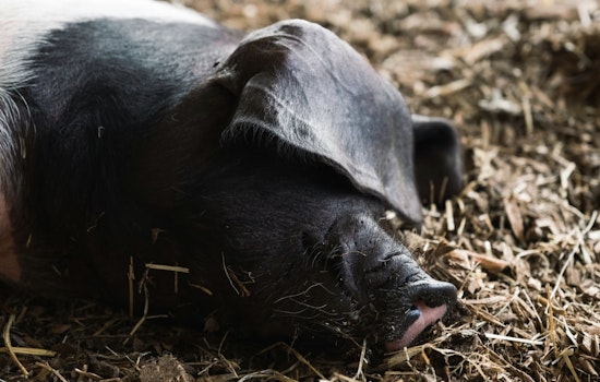 Jackson Family Reeling After 400-Pound Pet Pig Bootsy Is Killed