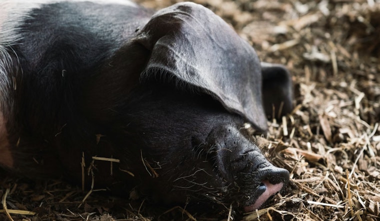 Jackson Family Reeling After 400-Pound Pet Pig Bootsy Is Killed