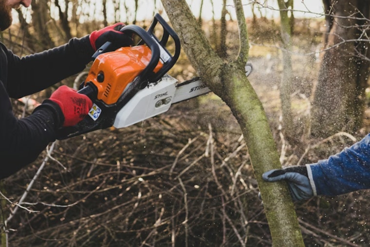 Judge Slams Brakes On Yoncalla Old‑Growth Timber Plan