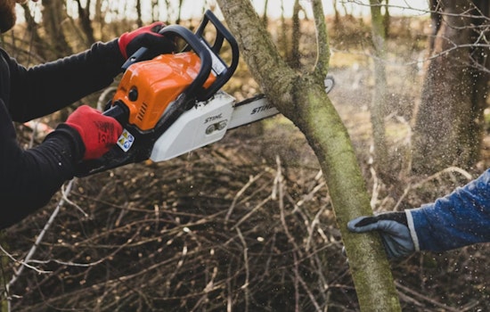 Judge Slams Brakes On Yoncalla Old‑Growth Timber Plan