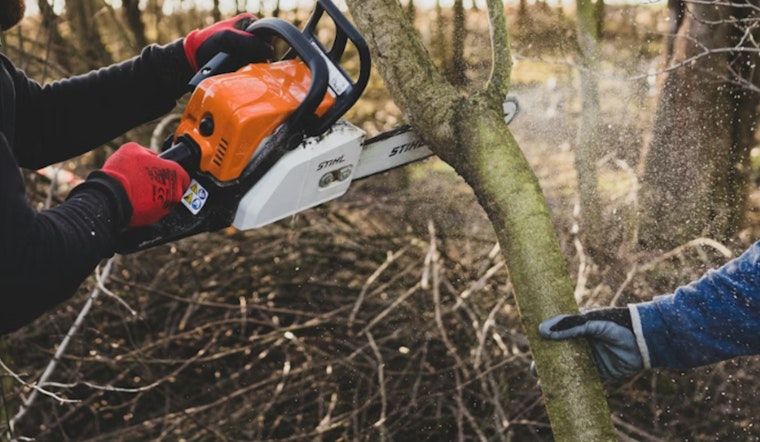Judge Slams Brakes On Yoncalla Old‑Growth Timber Plan