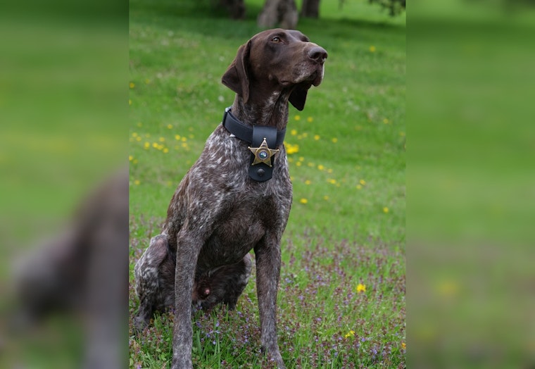 K-9 Willard Helps Hennepin Deputies Seize Fentanyl, Guns