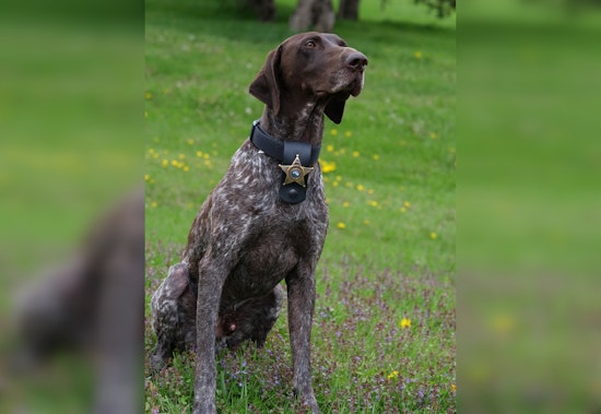 K-9 Willard Helps Hennepin Deputies Seize Fentanyl, Guns