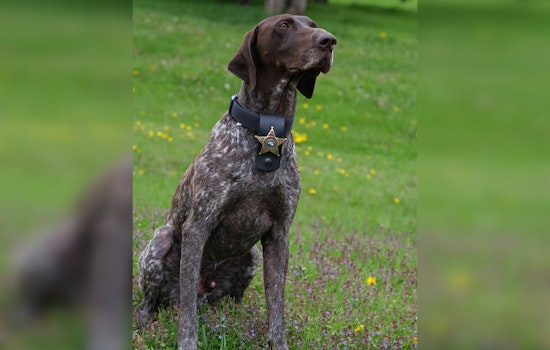 K-9 Willard Helps Hennepin Deputies Seize Fentanyl, Guns