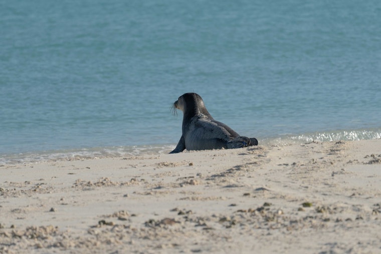 Kaimana Beach Locks Down As Monk Seal Mom Kaiwi Welcomes Seventh Pup