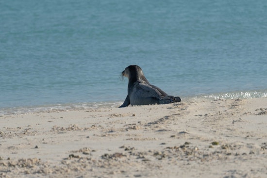 Kaimana Beach Locks Down As Monk Seal Mom Kaiwi Welcomes Seventh Pup