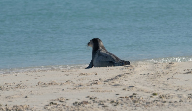 Kaimana Beach Locks Down As Monk Seal Mom Kaiwi Welcomes Seventh Pup