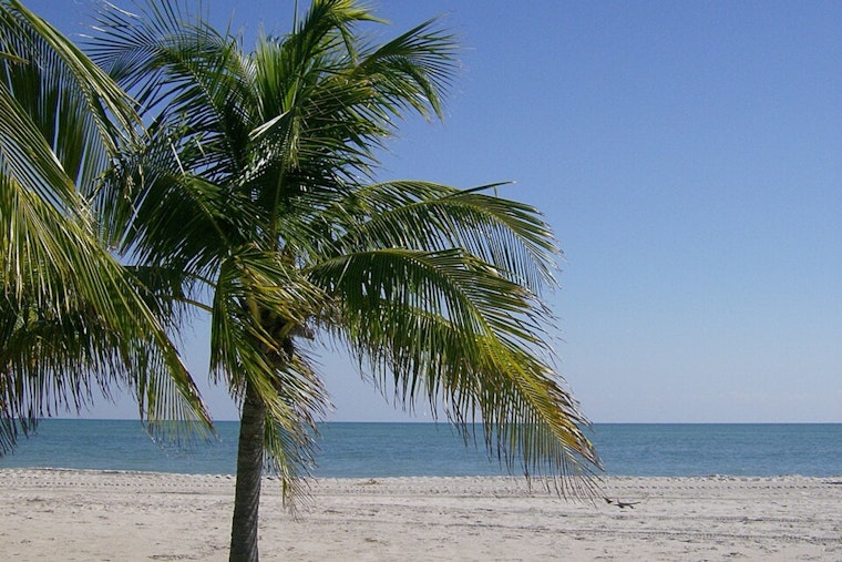 Key Biscayne Holiday Swim Plans Sunk By Fecal Bacteria Warning