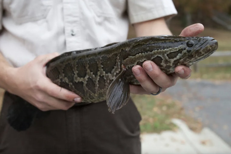 Killer Fish In Lake Ronkonkoma: State Crews Sweep Lily Pond For Snakeheads