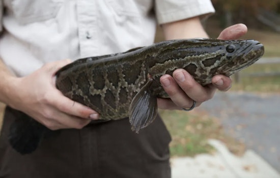 Killer Fish In Lake Ronkonkoma: State Crews Sweep Lily Pond For Snakeheads