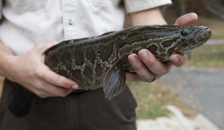 Killer Fish In Lake Ronkonkoma: State Crews Sweep Lily Pond For Snakeheads