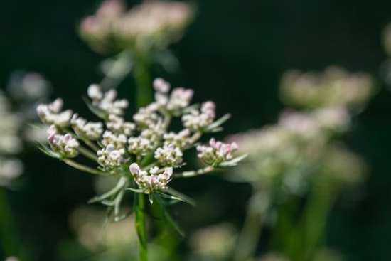 Killer Weed Lurking On Green Township Bike Trail, Arborist Warns