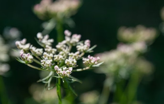 Killer Weed Lurking On Green Township Bike Trail, Arborist Warns