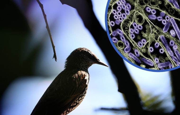 LA Vet Tests Positive After Handling H5N1-Infected Cat