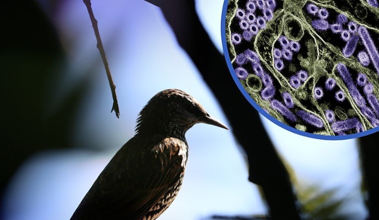 LA Vet Tests Positive After Handling H5N1-Infected Cat