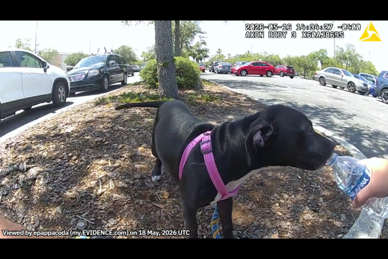 Lady Lake Puppy Rescued From Hot Car, Owner Arrested