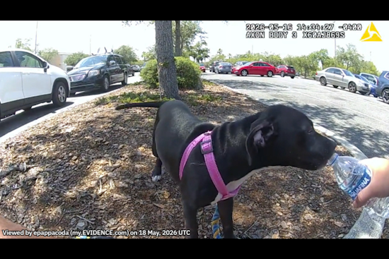 Lady Lake Puppy Rescued From Hot Car, Owner Arrested