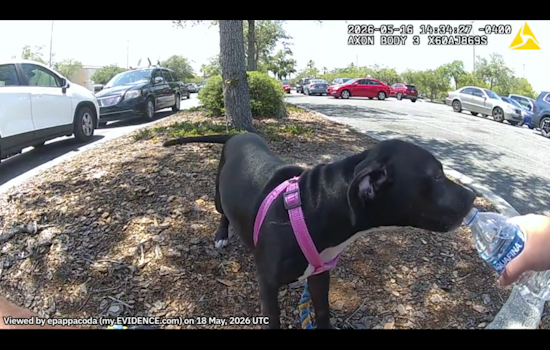 Lady Lake Puppy Rescued From Hot Car, Owner Arrested