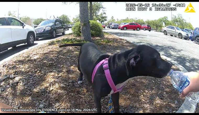 Lady Lake Puppy Rescued From Hot Car, Owner Arrested