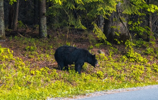 Laid-Back Black Bear Strolls Past Worcester High School, Locals Catch It on Camera