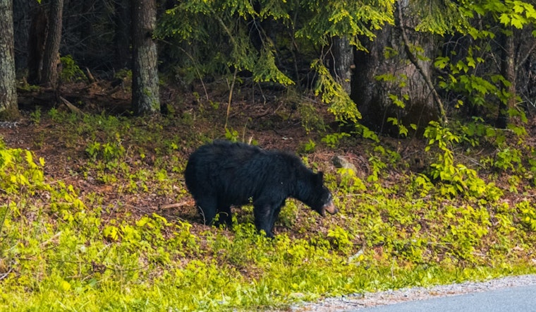 Laid-Back Black Bear Strolls Past Worcester High School, Locals Catch It on Camera