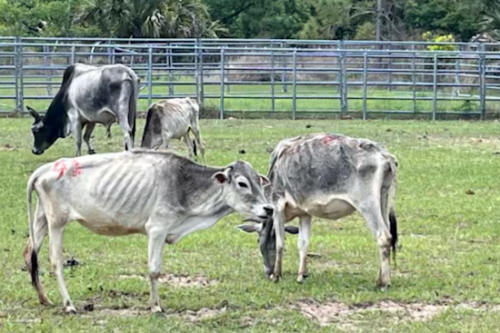 Lake County Cattle Horror: Tavares Woman Busted After 31 Starving Cows Found