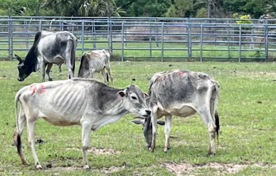 Lake County Cattle Horror: Tavares Woman Busted After 31 Starving Cows Found