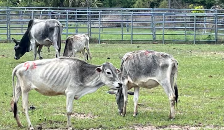 Lake County Cattle Horror: Tavares Woman Busted After 31 Starving Cows Found