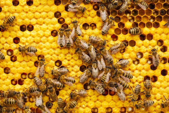 Lake Havasu Woman Mourns Two Labradors After Bee Attack
