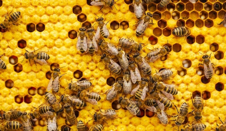 Lake Havasu Woman Mourns Two Labradors After Bee Attack