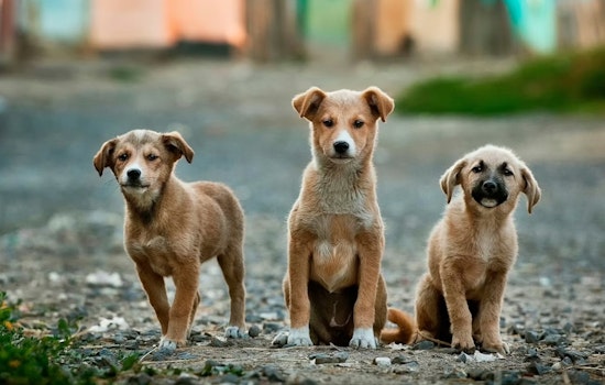 Lansing Van Packed With 36 Dogs Stuns Neighbors, Strains Shelters