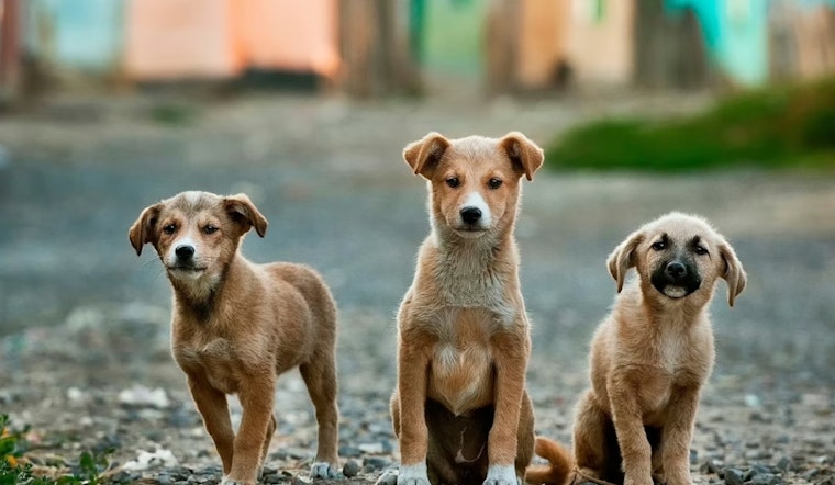 Lansing Van Packed With 36 Dogs Stuns Neighbors, Strains Shelters