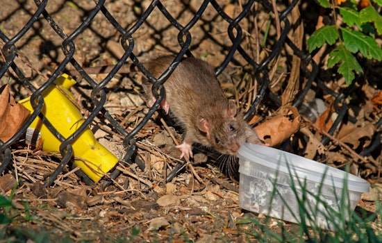 LAPD Clears Rat-Infested Pico-Union Encampment, but Tents Return Within Hours
