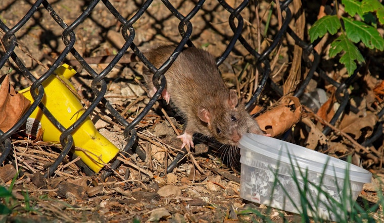 LAPD Clears Rat-Infested Pico-Union Encampment, but Tents Return Within Hours
