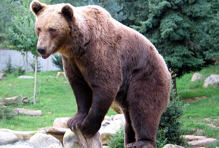 Large Bear Roams Pacoima Neighborhood, Schools Placed On Lockdown