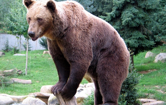Large Bear Roams Pacoima Neighborhood, Schools Placed On Lockdown