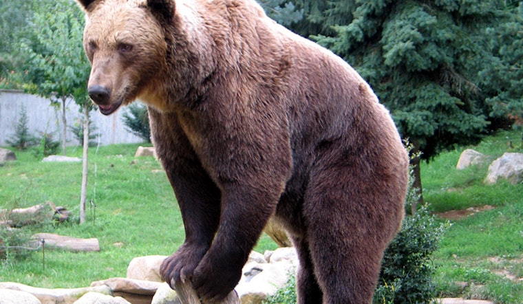 Large Bear Roams Pacoima Neighborhood, Schools Placed On Lockdown
