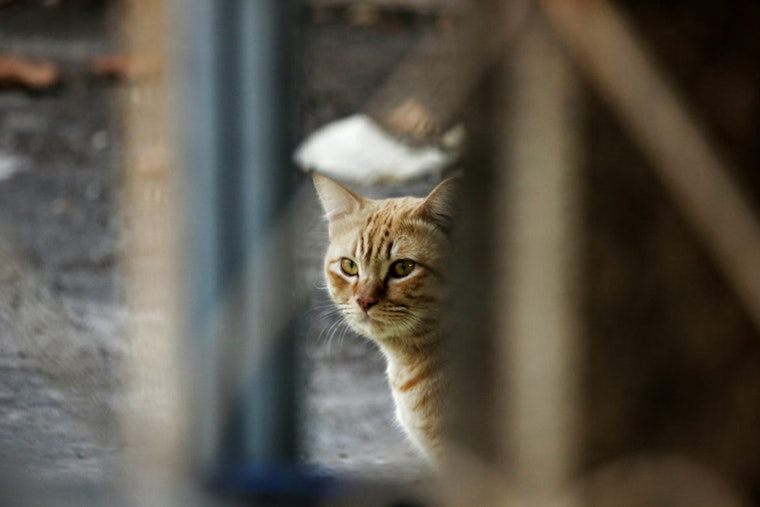 Las Vegas Neighbor Busted On Doorbell Cam Spraying Raid At Cluster Of Cats