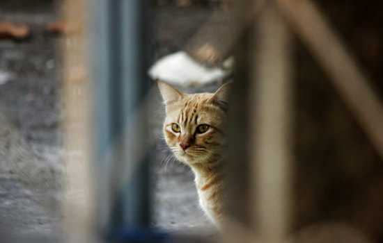 Las Vegas Neighbor Busted On Doorbell Cam Spraying Raid At Cluster Of Cats