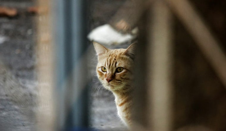 Las Vegas Neighbor Busted On Doorbell Cam Spraying Raid At Cluster Of Cats