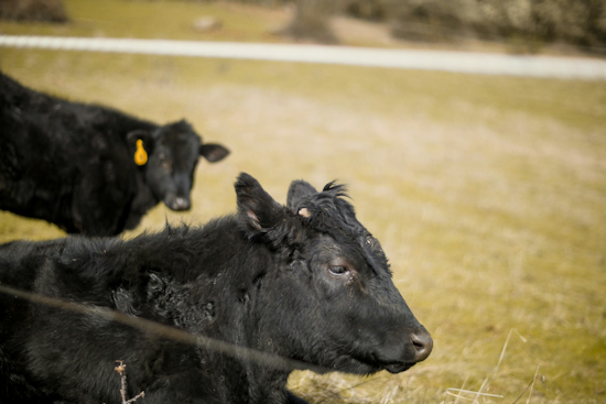 Lightning Kills Five Cattle At Lettelier Brangus Farm