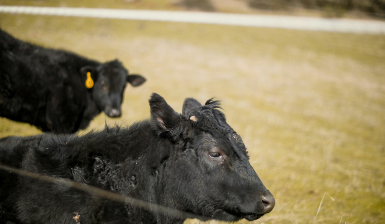 Lightning Kills Five Cattle At Lettelier Brangus Farm
