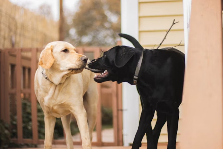 Loose Dogs Turn Quiet Misty Oaks Block Into Cat‑Killing Chaos