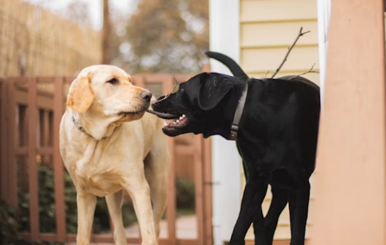Loose Dogs Turn Quiet Misty Oaks Block Into Cat‑Killing Chaos