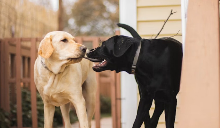 Loose Dogs Turn Quiet Misty Oaks Block Into Cat‑Killing Chaos
