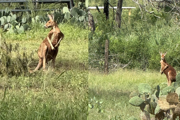 Loose Kangaroo On The Run Has Elmendorf Cops Hopping For Help
