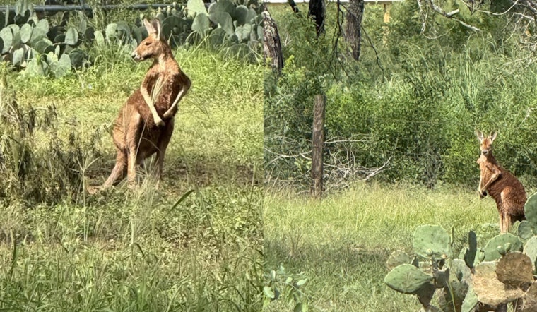 Loose Kangaroo On The Run Has Elmendorf Cops Hopping For Help