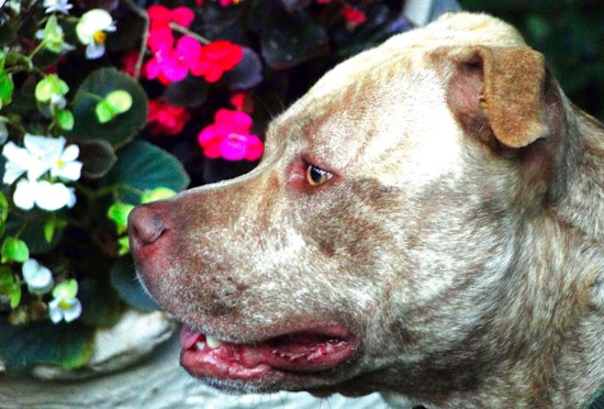 Los Angeles Pit Bull West Rescued After Viral Freeway Video