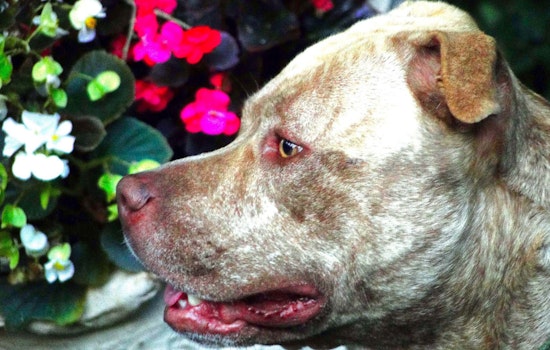 Los Angeles Pit Bull West Rescued After Viral Freeway Video