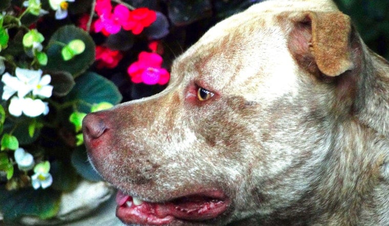 Los Angeles Pit Bull West Rescued After Viral Freeway Video